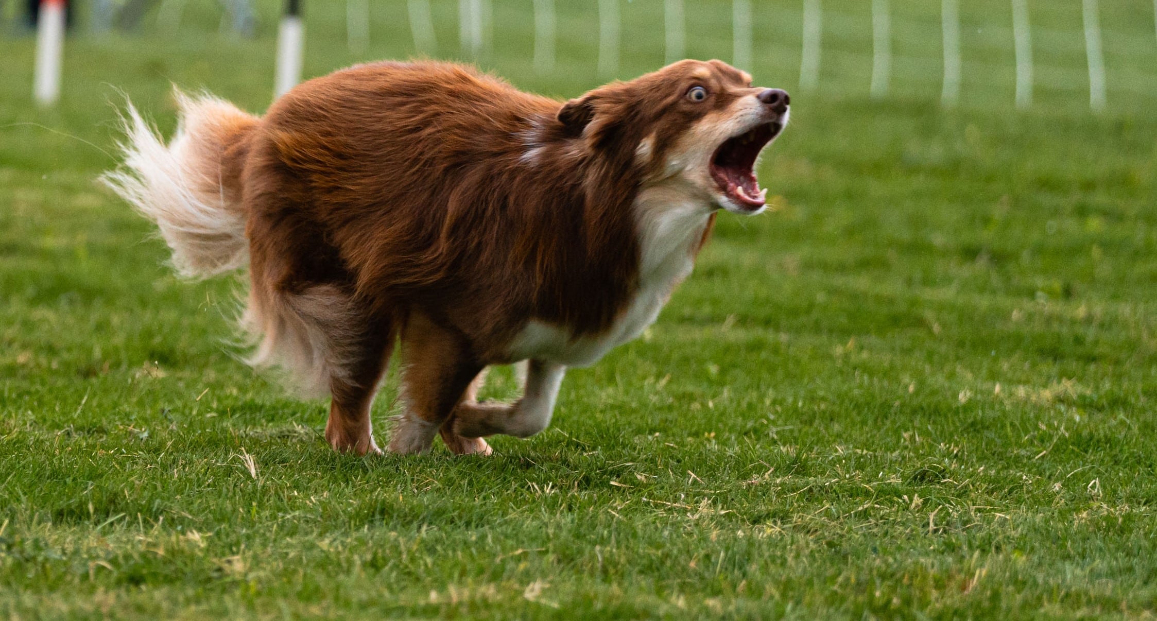 On-Line Canine Mind Games - Fetch Sam!