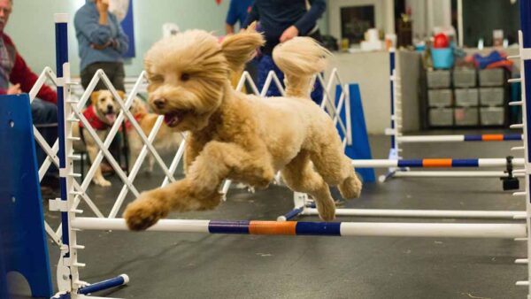 Agility For Fun - Doodle Day